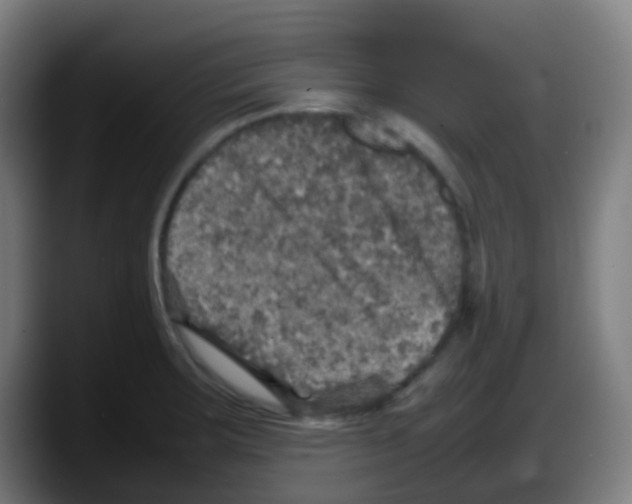 X0000087621283200705251955