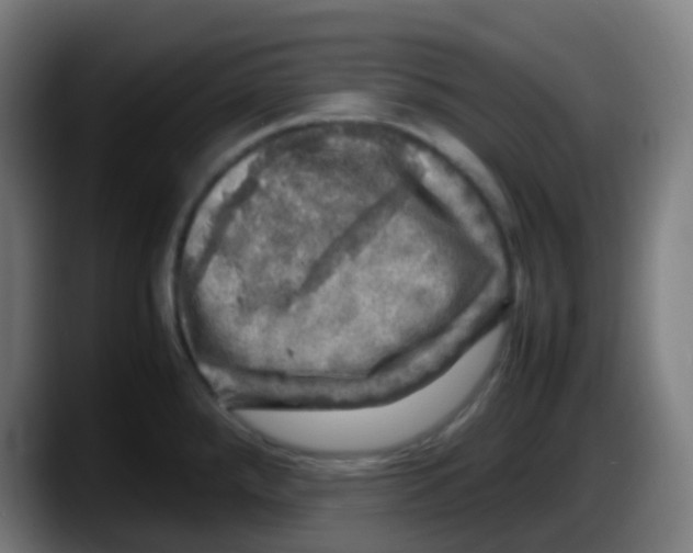 X0000087621288200705251955