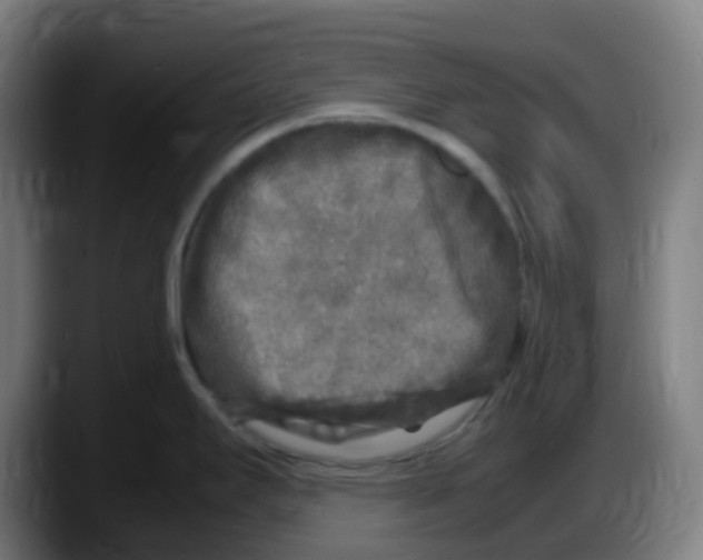 X0000087621295200705251955