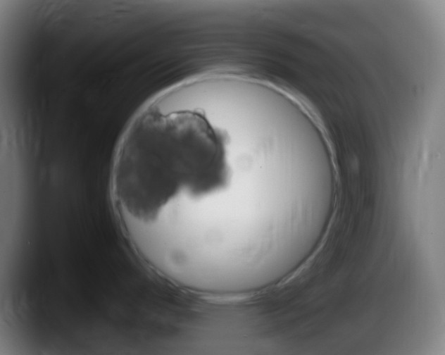 X0000087621296200705251955