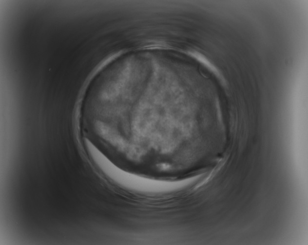 X0000087621325200705251955