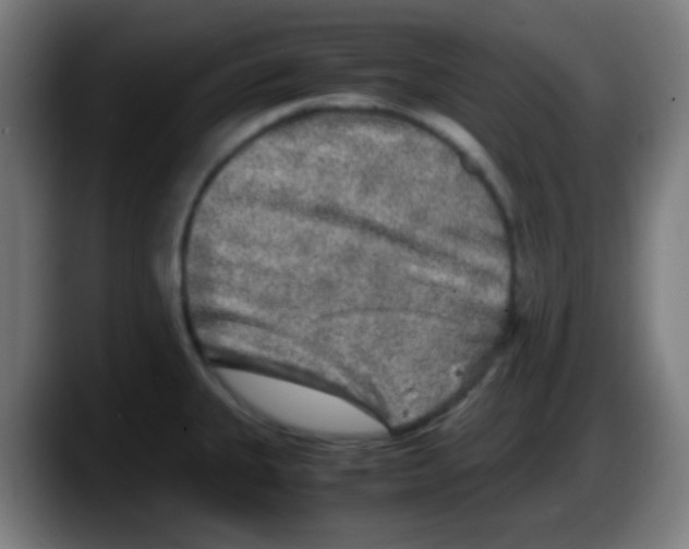 X0000087621335200705251955