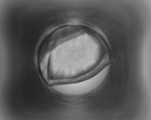 X0000087621464200705251953