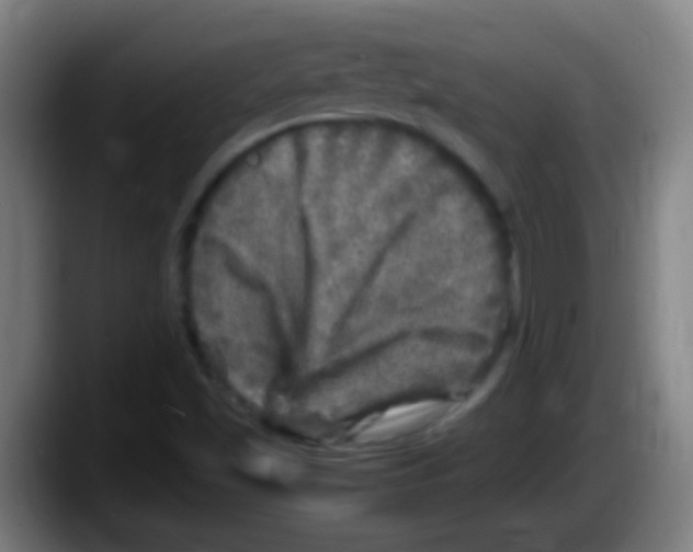 X0000087621501200705251952