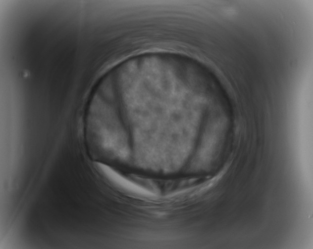 X0000087621505200705251952