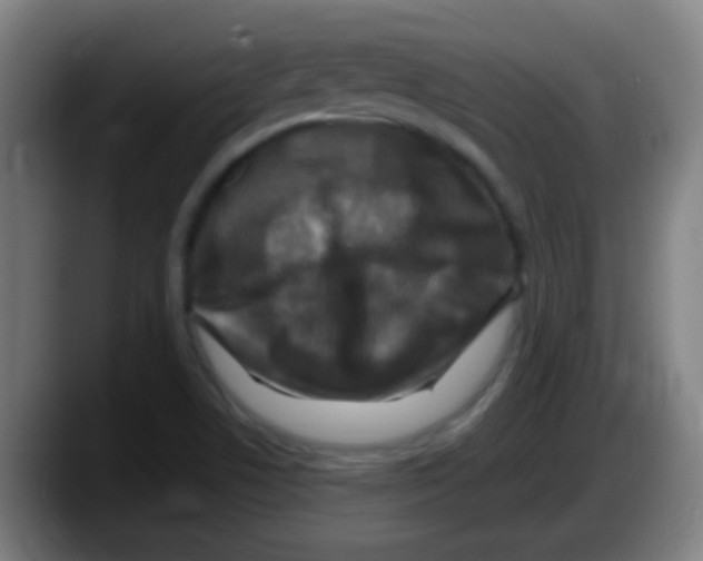 X0000087621506200705251952