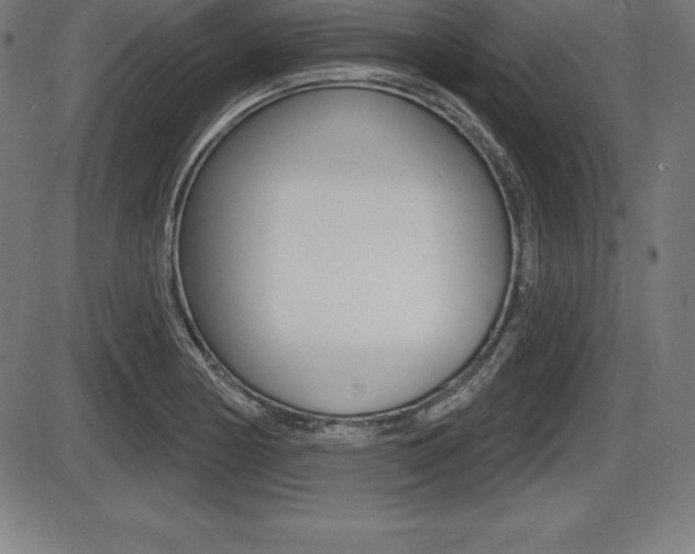 X0000087631178200705030720