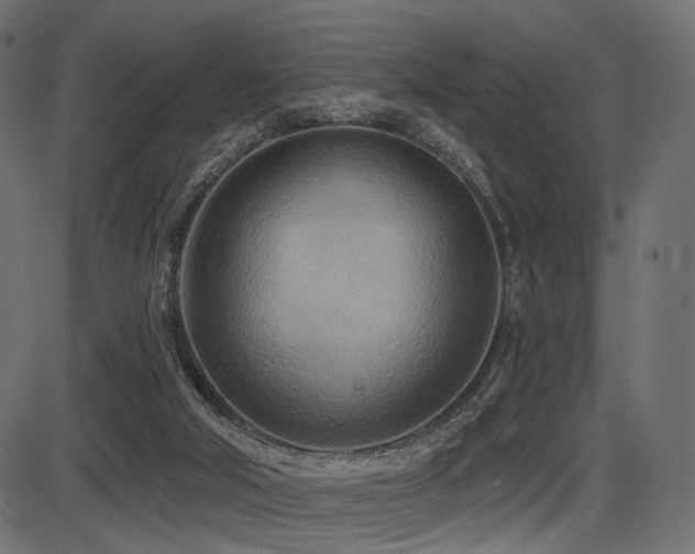 X0000087630018200705031457