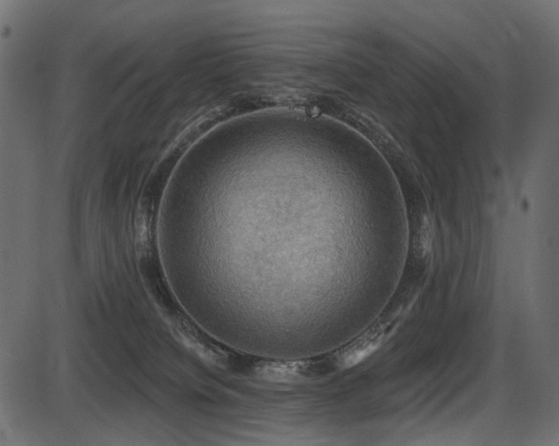 X0000087630084200705031456