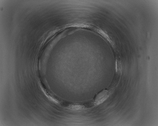 X0000087630205200705031454