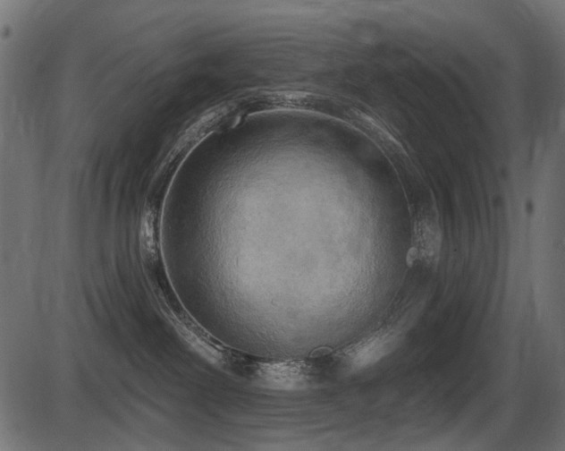 X0000087630238200705031453