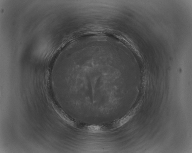 X0000087630265200705031453