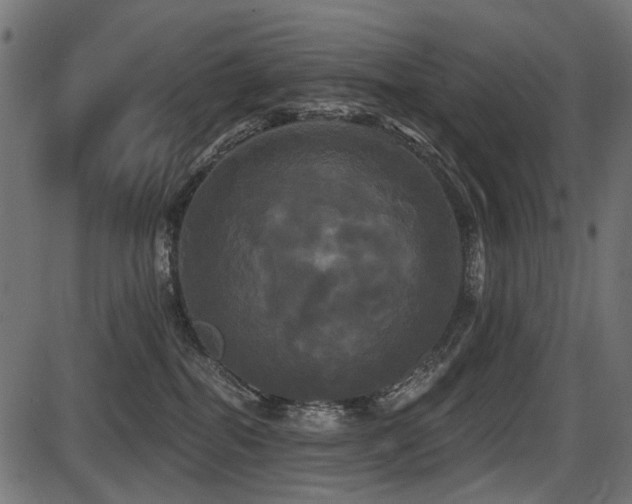 X0000087630282200705031453