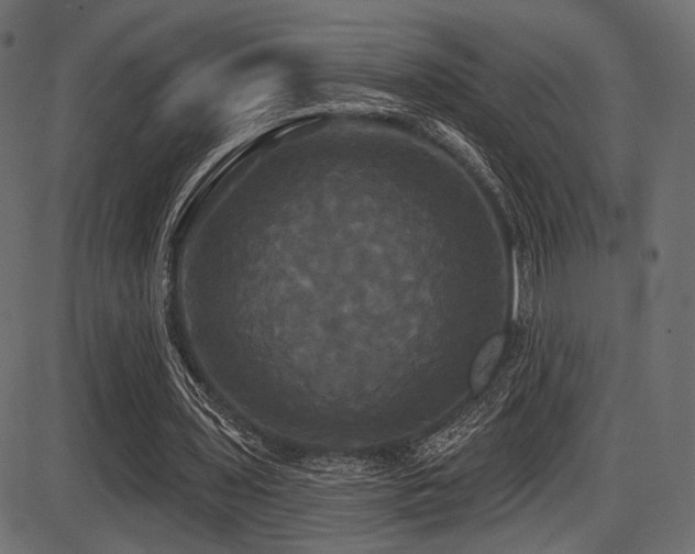 X0000087630435200705031449