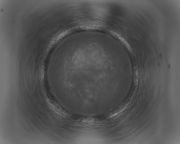 X0000087630631200705031446