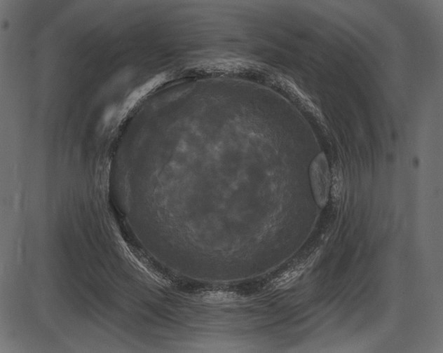 X0000087630637200705031446