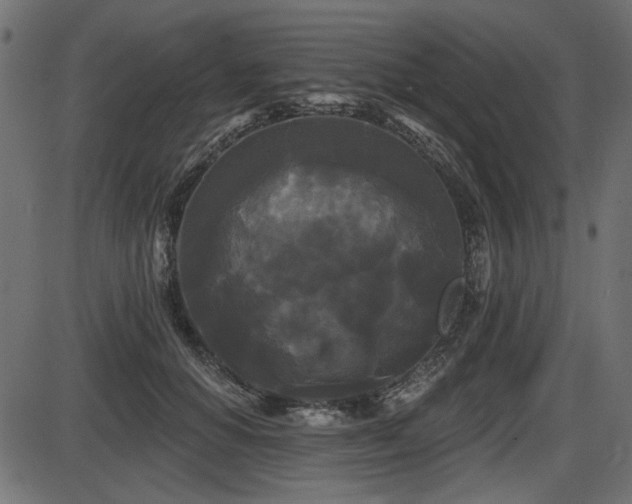 X0000087630654200705031446