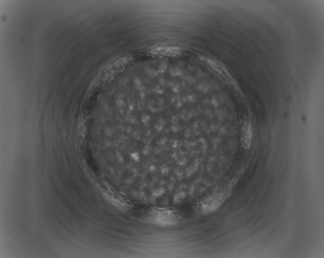 X0000087630701200705031446