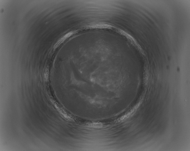 X0000087630833200705031443