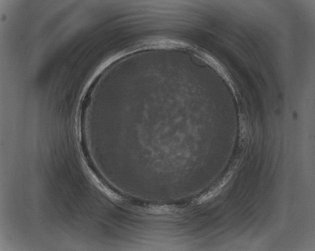 X0000087630843200705031443
