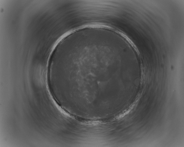 X0000087630853200705031443