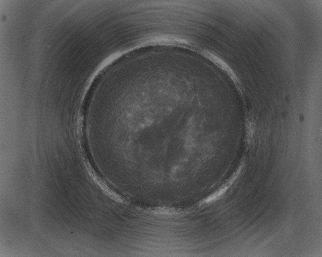 X0000087631029200705031440