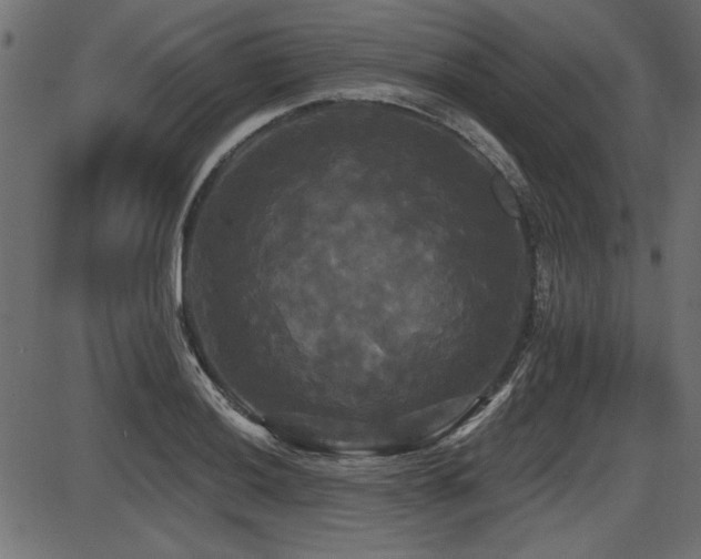 X0000087631036200705031440