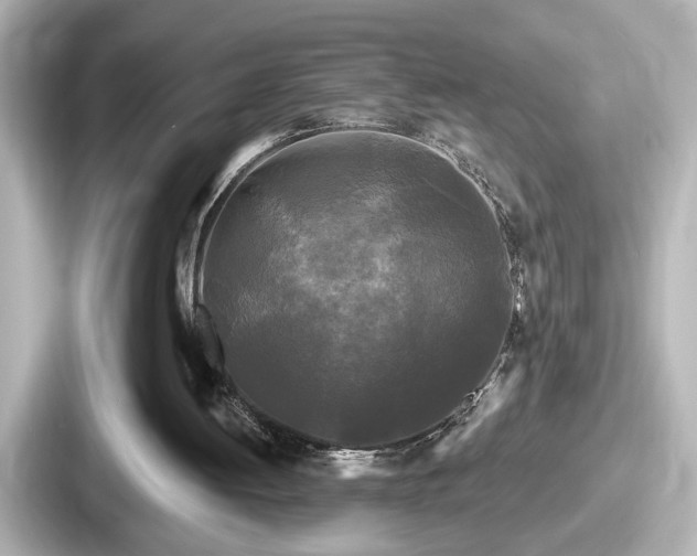 X0000087630052200705101036