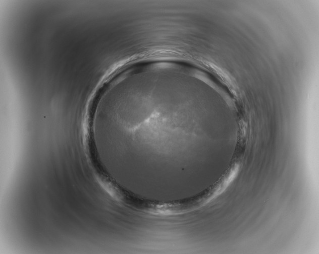 X0000087630064200705101036