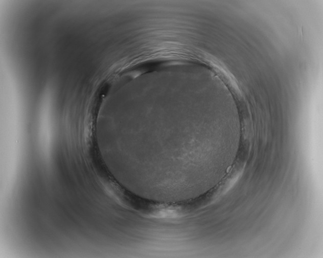 X0000087630073200705101036