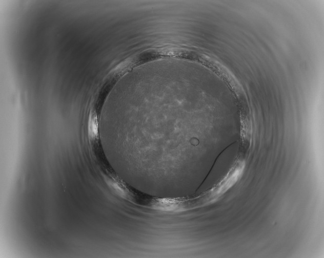 X0000087630095200705101036