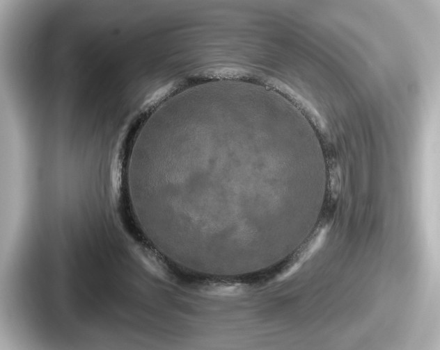 X0000087630206200705101034