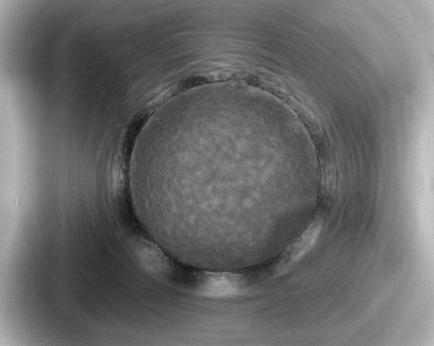 X0000087630226200705101034