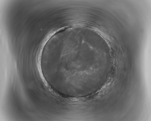 X0000087630241200705101033