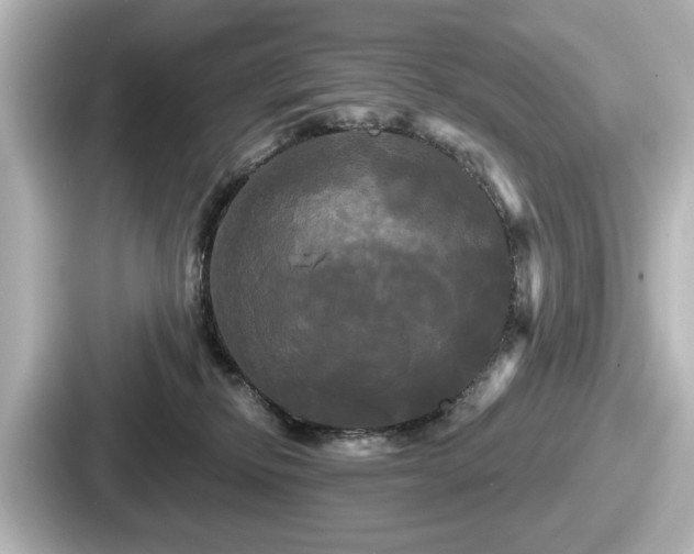 X0000087630278200705101034