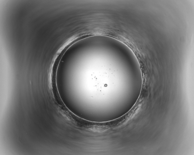 X0000087630292200705101033