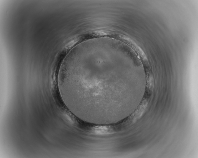 X0000087630418200705101031