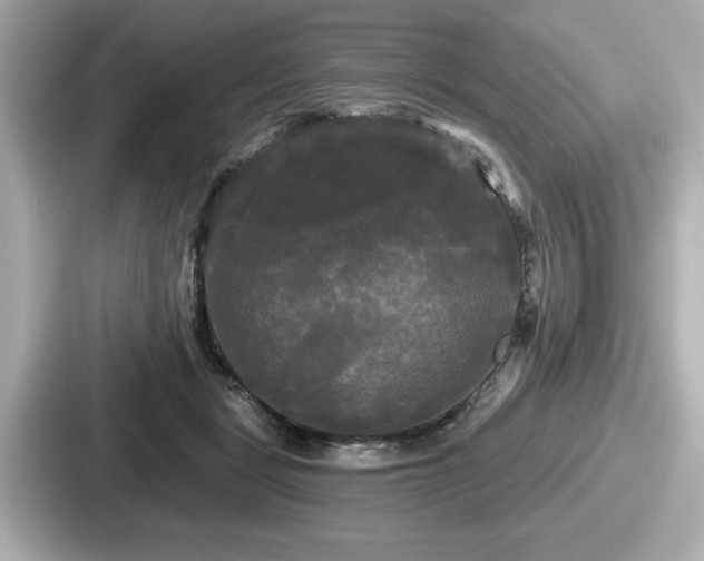 X0000087630461200705101031