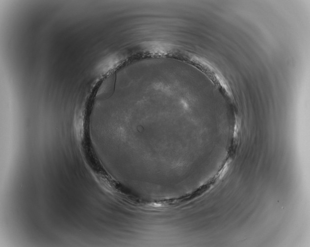 X0000087630496200705101030