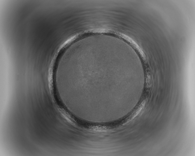 X0000087630535200705101029