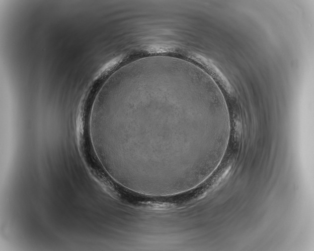 X0000087630539200705101029