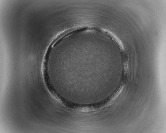 X0000087630540200705101029