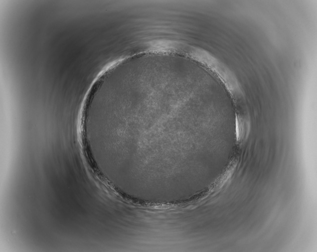 X0000087630579200705101029