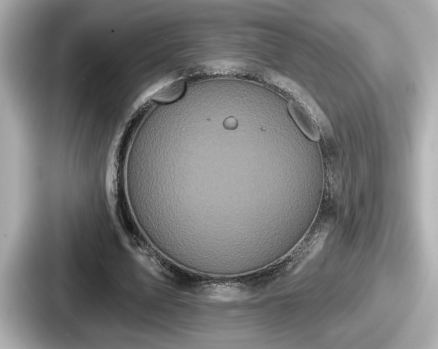 X0000087630583200705101029