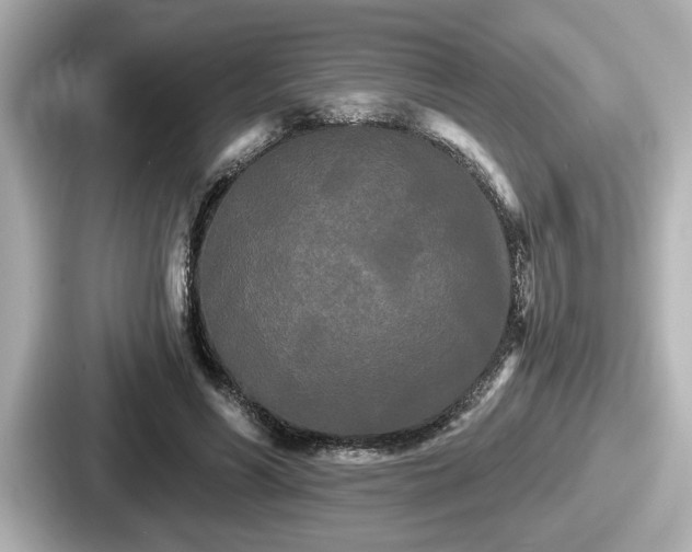 X0000087630590200705101029