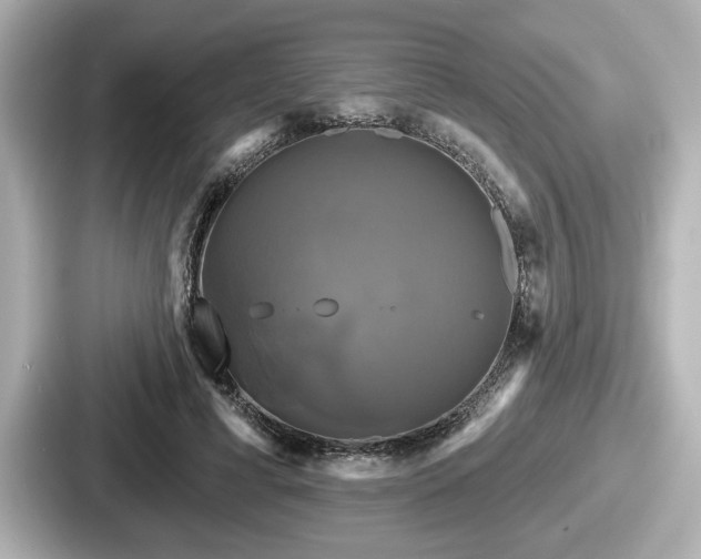 X0000087630593200705101029