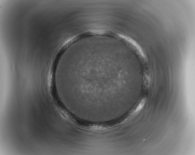 X0000087630596200705101029