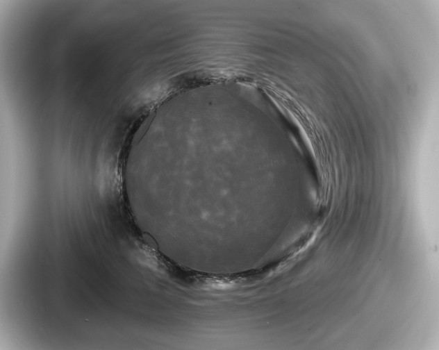 X0000087630613200705101029