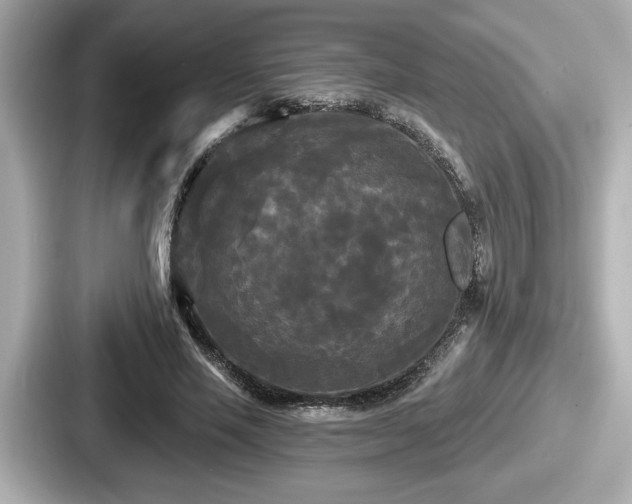 X0000087630637200705101028