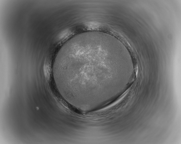 X0000087630648200705101028